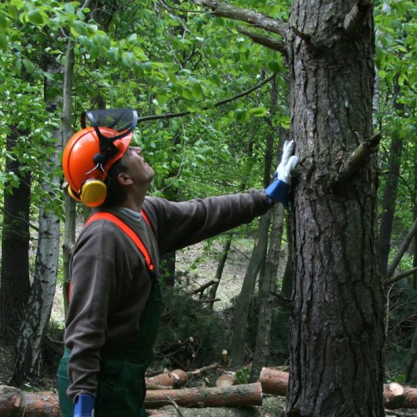 Forestali (1)